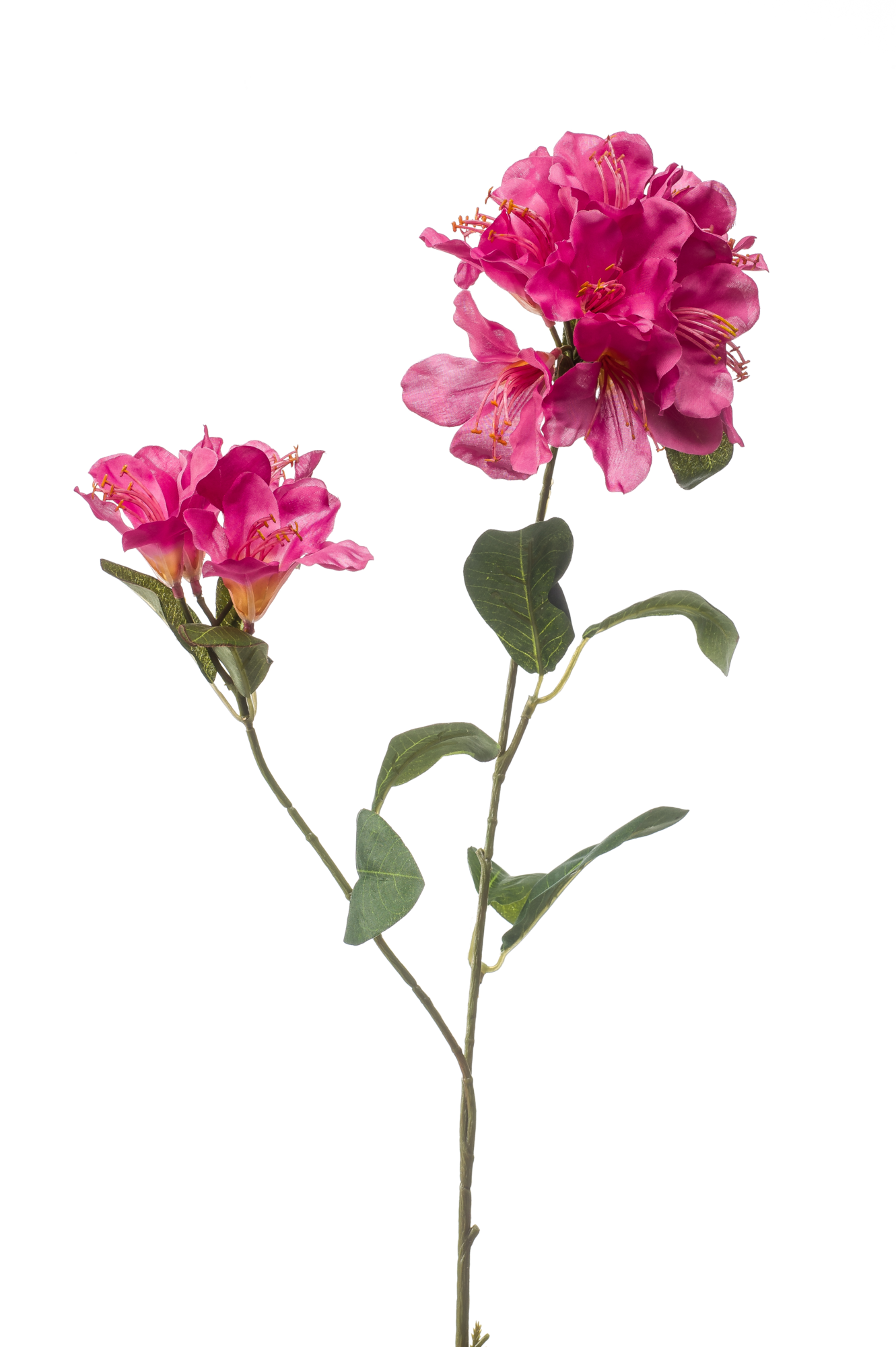 Rhododendron