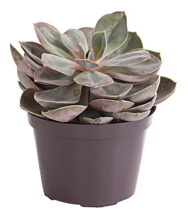 Echeverie - Echeveria Hybride, verschiedene