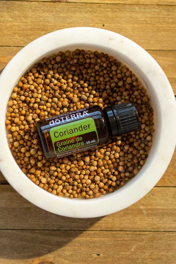 Graine de coriandre  Coriandrum sativum