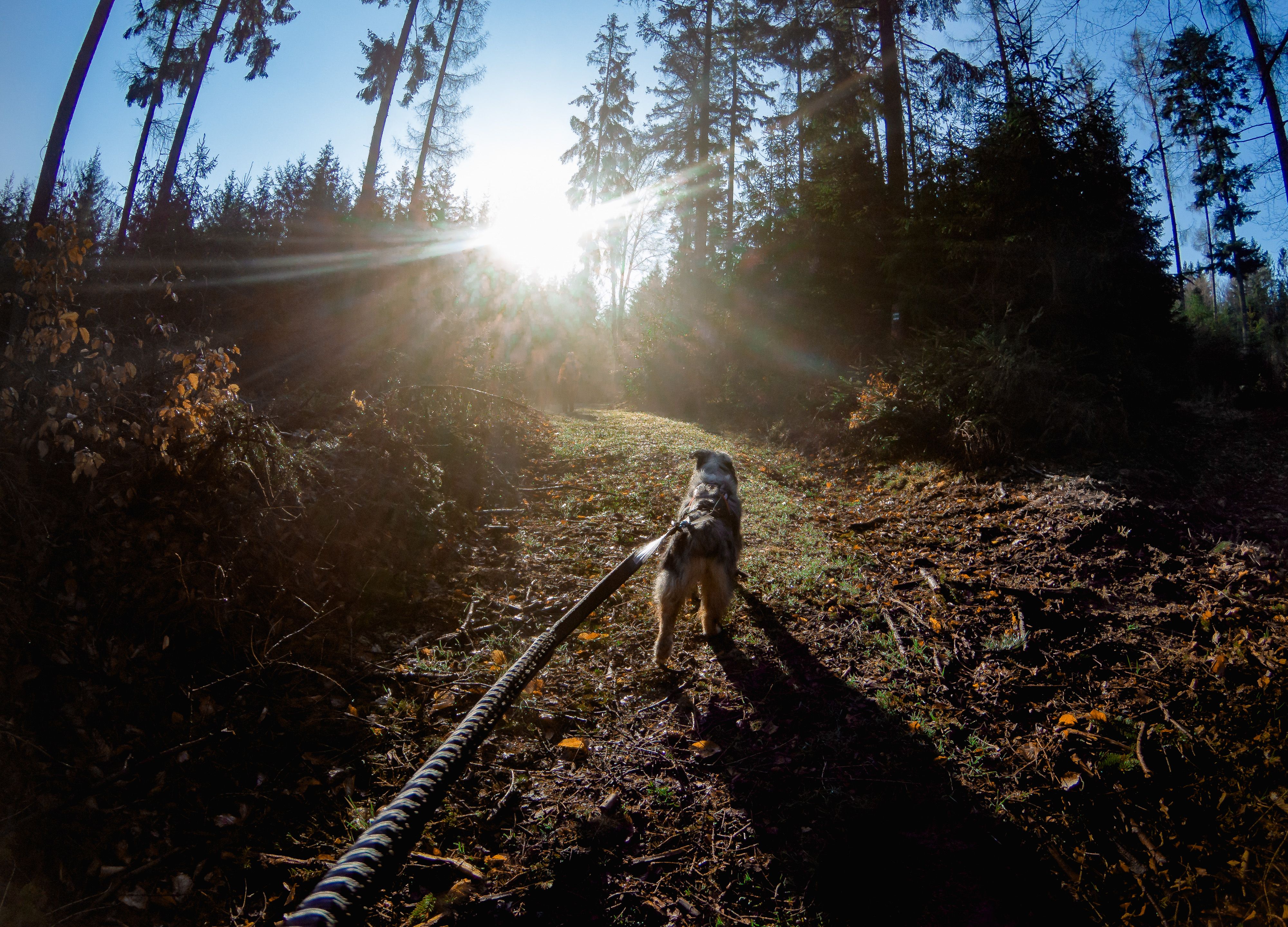 Kjøp Non-Stop Dogwear Touring Bungee Leash fra Hekta på tur!