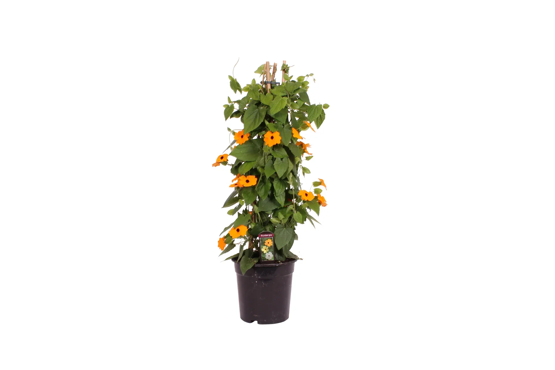 Thunbergia Susanne med det sorte øyet Ø19 cm