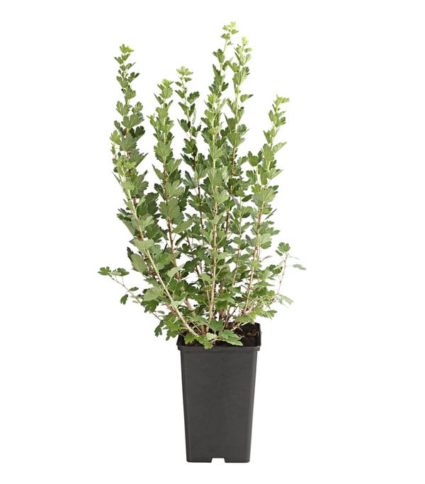 Stachelbeere 'Hinnonmäki', Busch