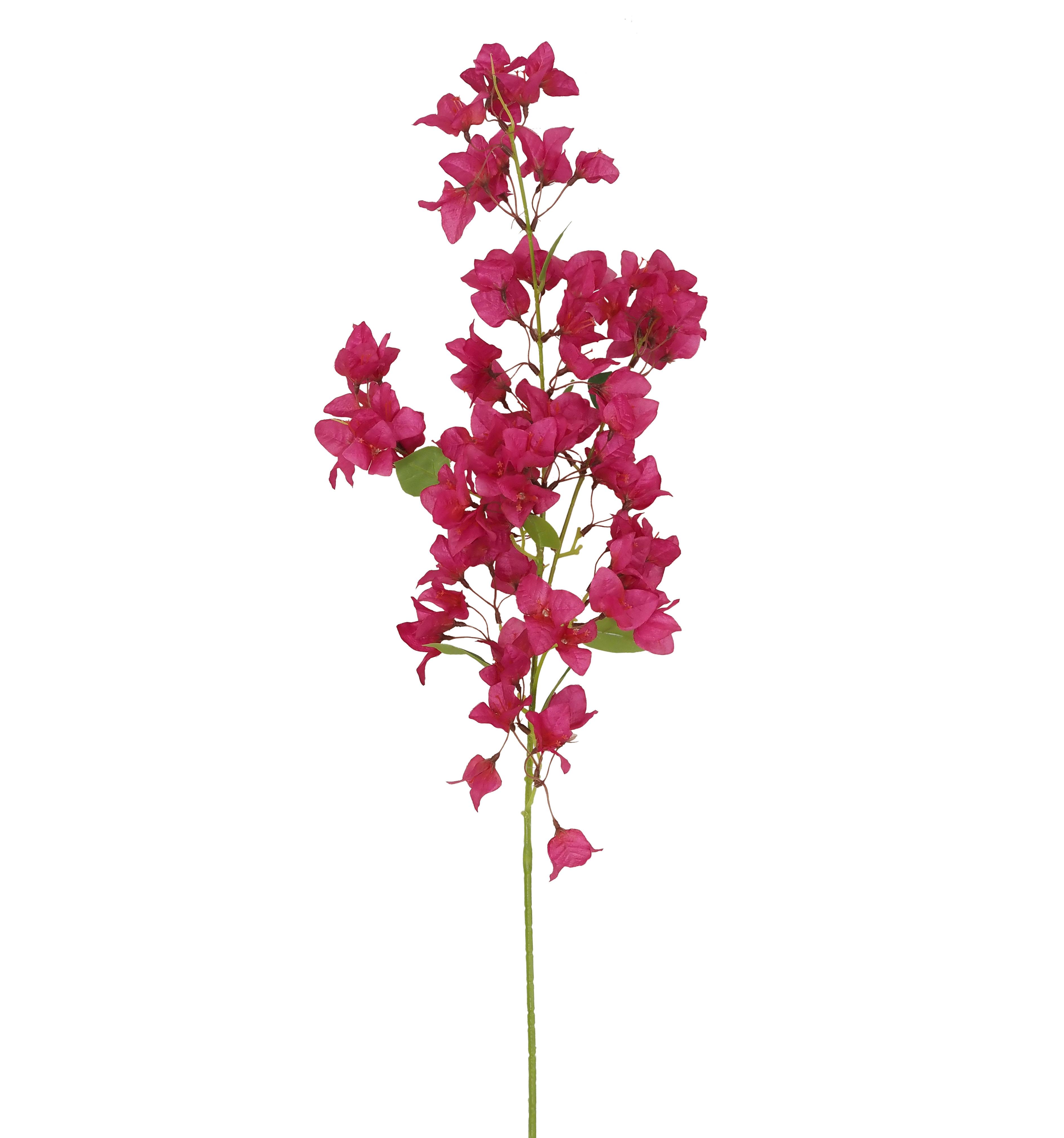 TIGE BOUGAINVILLIER FUCHSIA
