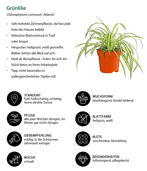 Zimmerpflanzen-Set Botanical Charm, 4-teilig