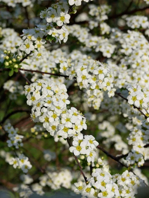 Spiraea nipponica 'Halward's Silver' Sommerspirea 'Halward's Silver' Ø22 cm