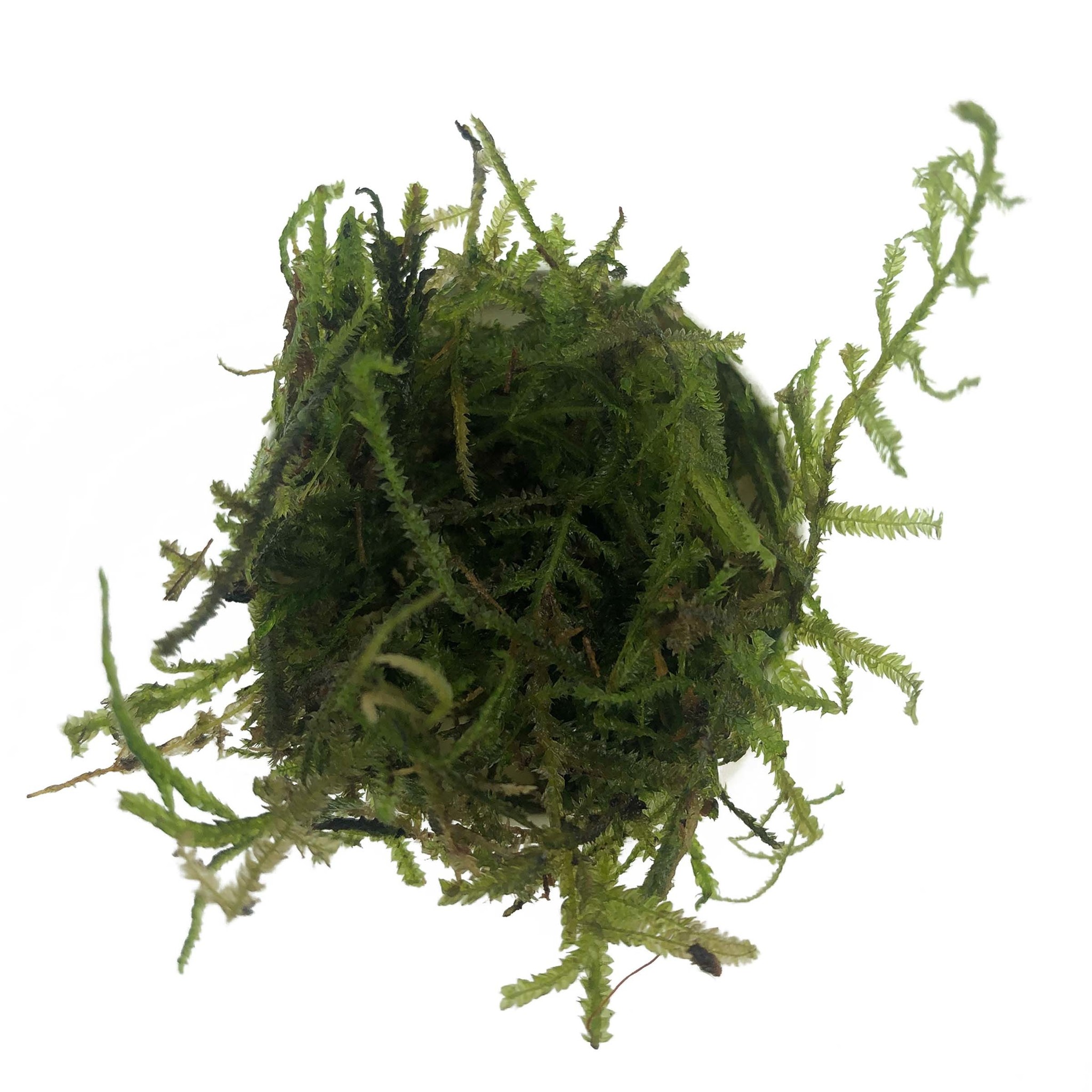 Waterplant Christmas Moss in bakje