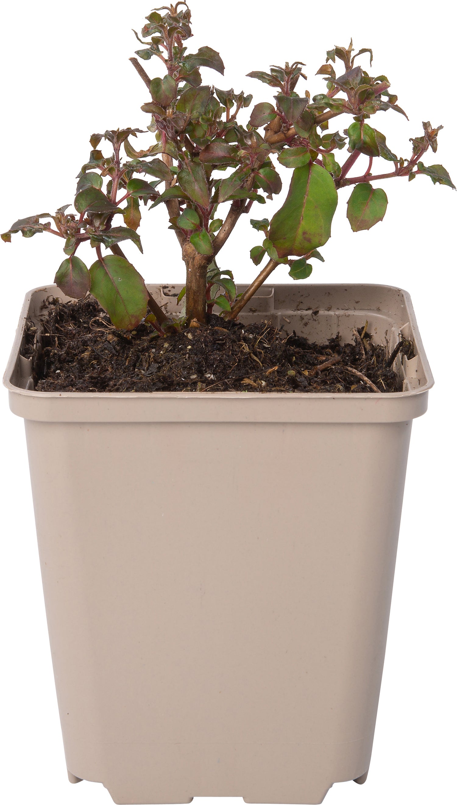 Bellenplant (Fuchsia magellanica 'Gracilis') D 9 H 10 cm