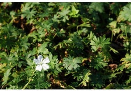 Ooievaarsbek (Geranium sanguineum 'Album') D 9 H 10 cm