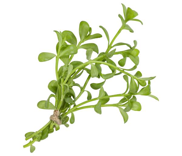 Brahmi