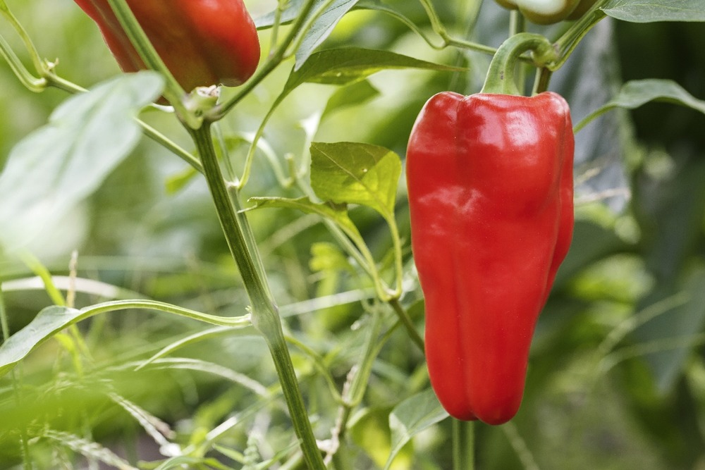 Jardin dans le sac - bio - poivron - red marconi - 20 graines - capsicum annuum