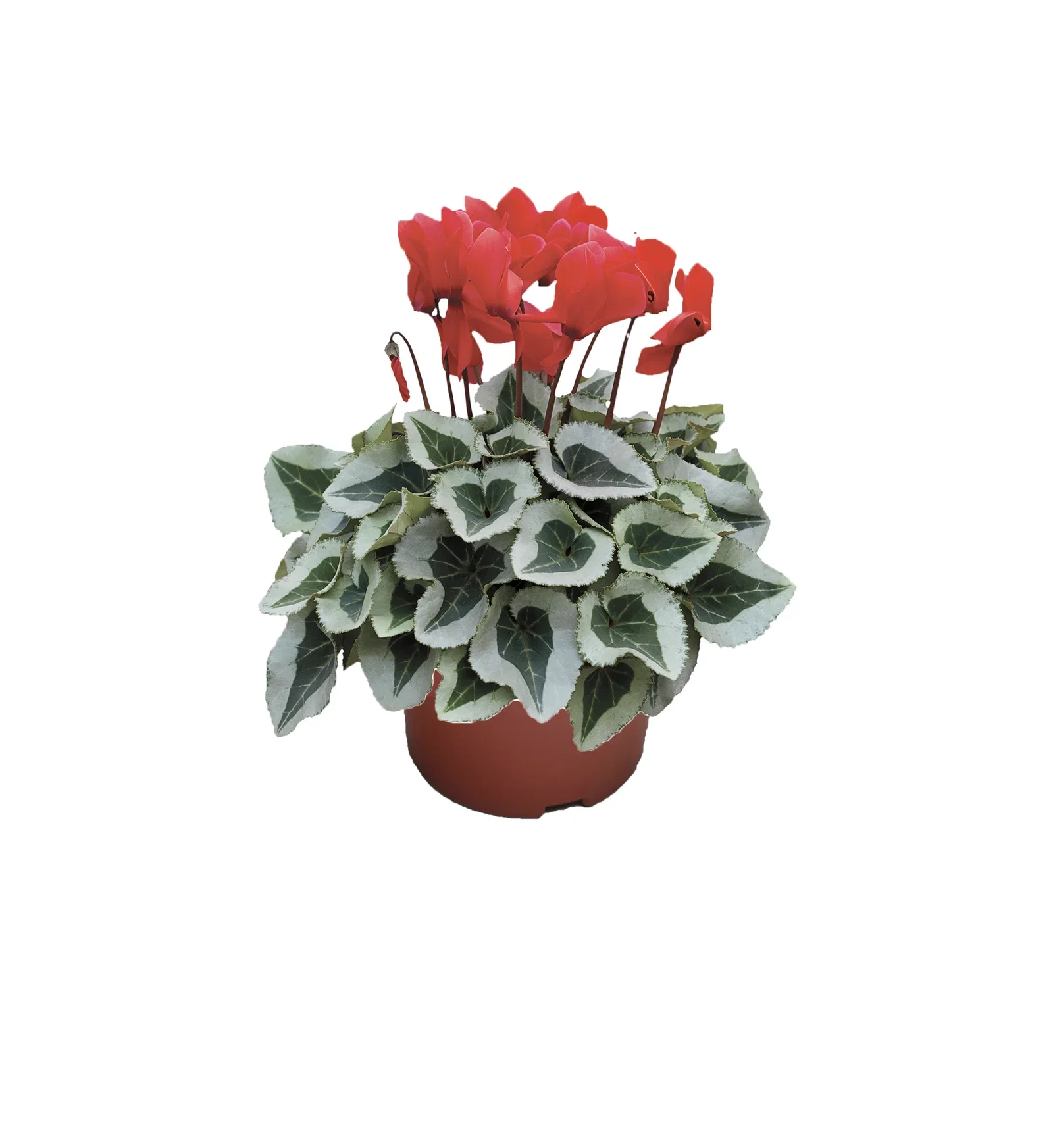Cyclamen 'Winter Ice' Red 12 cm Alpefiol 'Winter Ice' Ø12 cm