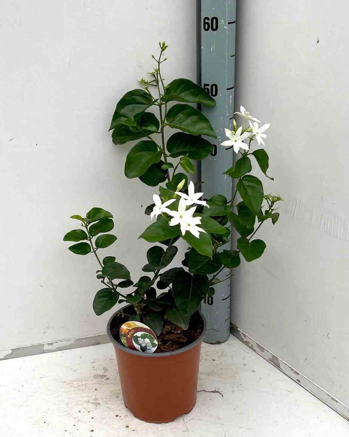 Jasminum sambac (jasmin d'arabie) blanc - taille pot de 2 litres ? 40/60 cm