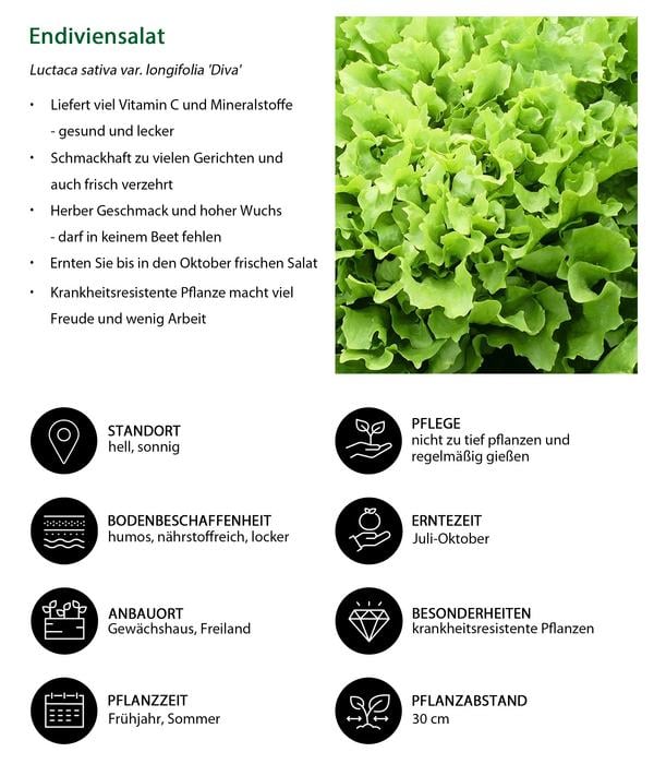 Pflücksalat 'Lollo Bionda', lausresistent,
