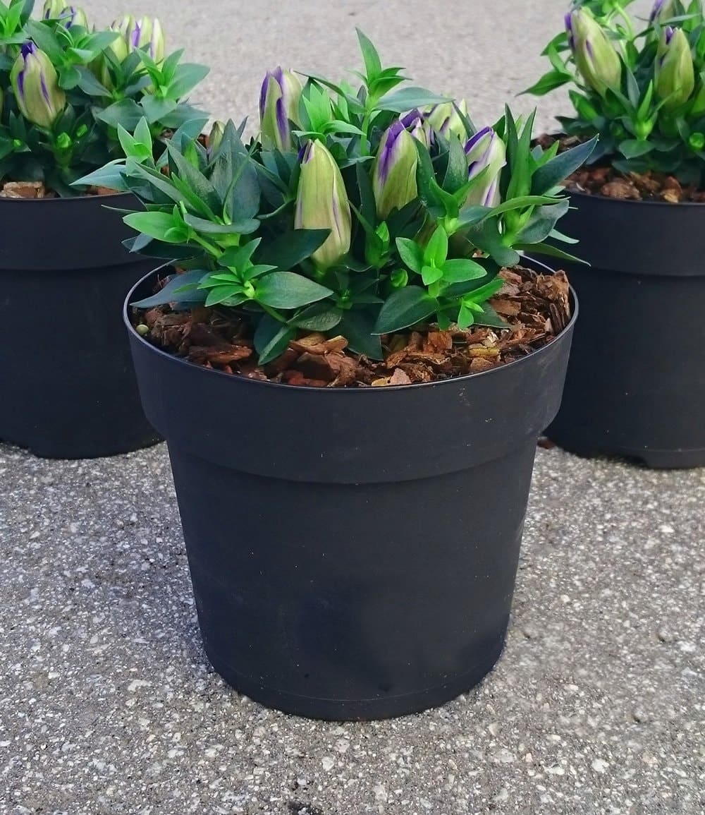 Enzian 'Rocky Blue'