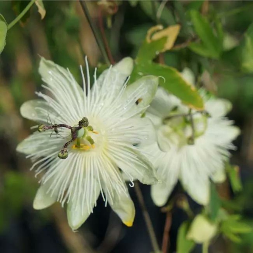 Passiflore riverside® 'snow queen' - passiflora 3l