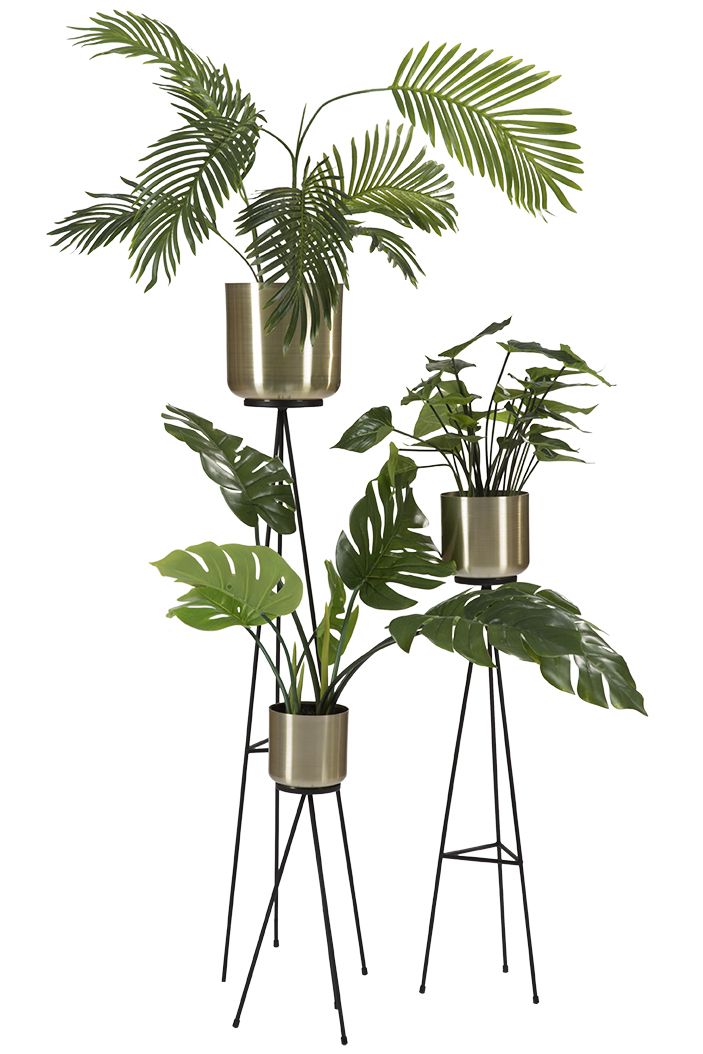 Areca palme