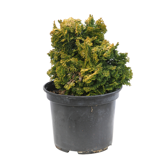 Cyprès du Japon - Chamaecyparis obtusa- 25/30 : pot 3L
