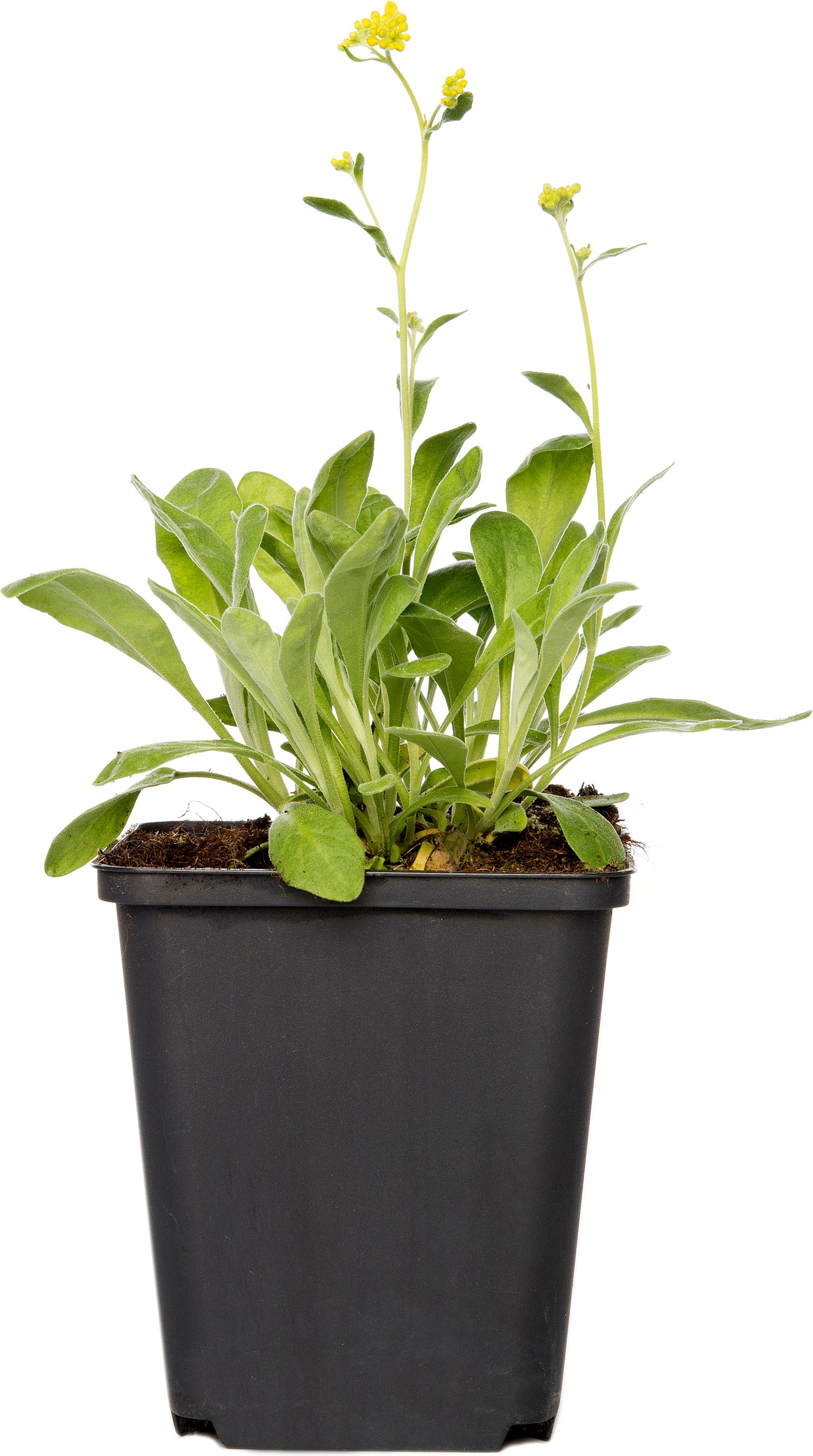 Rotsschildzaad (Aurinia saxatilis) D 9 H 15 cm