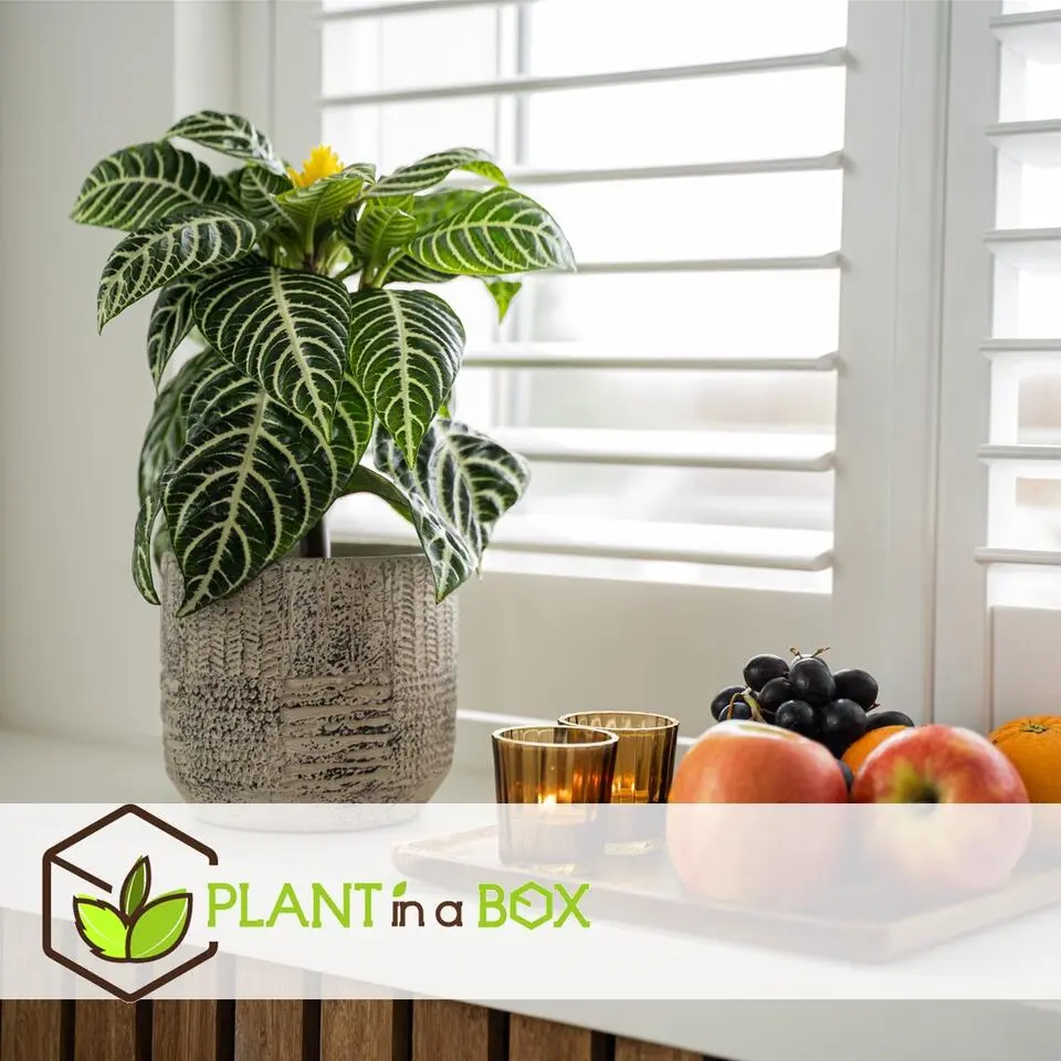 Zebraplant - Set van 2 - Aphelandra squarrosa - Hoogte 25-45cm - ⌀13cm