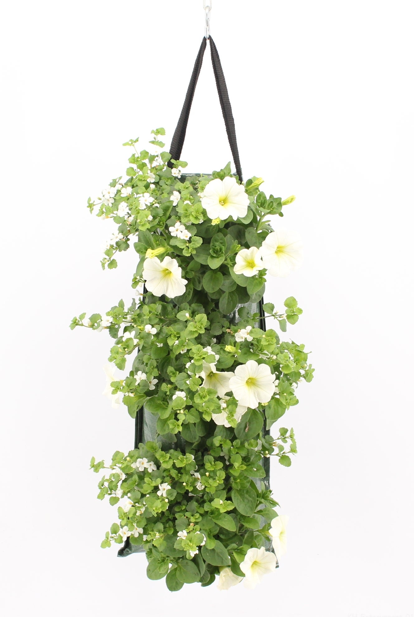 Wandhanger met Petunia en Bacopa (Petunia en Bacopa) wit H 50 cm