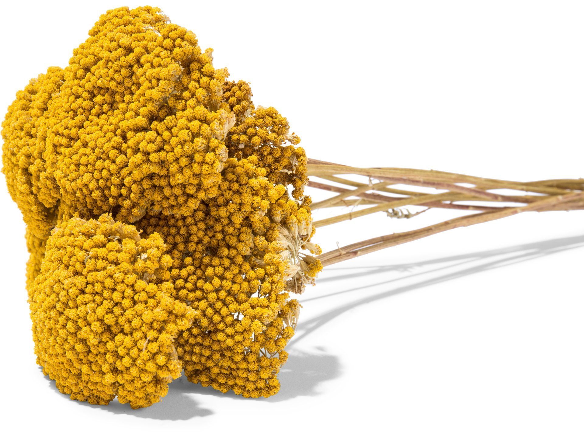 Schafgarbe Achillea, farbig
