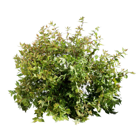 Abelia X Grandiflora kaléidoscope : Pot 5L