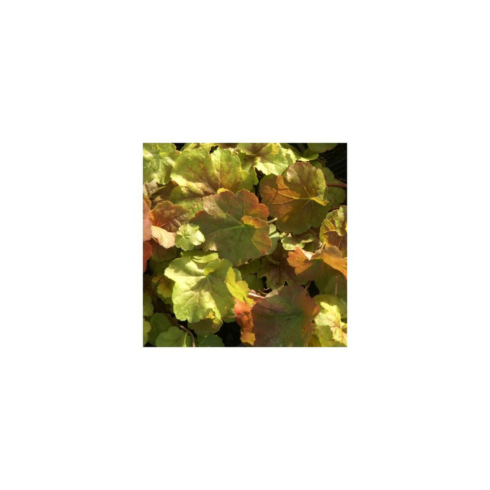 Heuchere peach flambe®/heuchera peach flambe®[-]godet