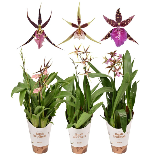 Orchidée Brassia 2 tiges - pot D12 H55