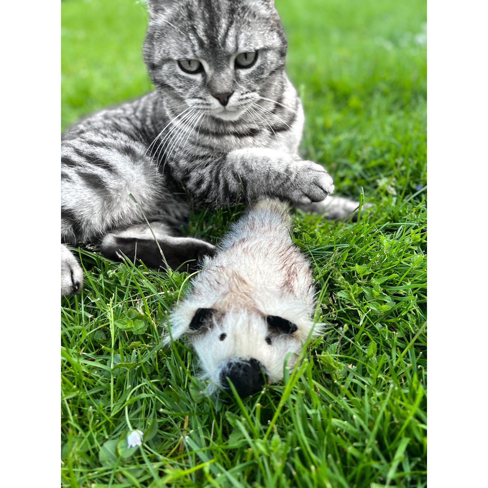 Aumüller Katzenspielzeug Zappel-Frettchen Speedy - Zappeltier mit Katzenminze