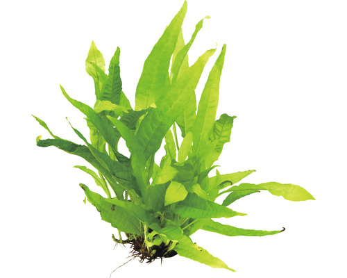 Javavaren - Microsorum pteropus