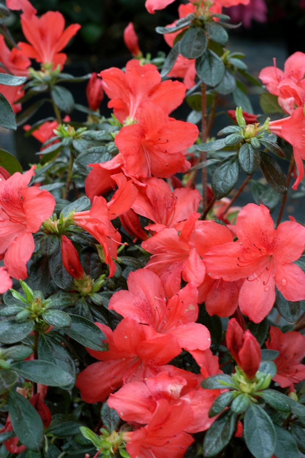 Azalée du japon 'radja ' - 3l