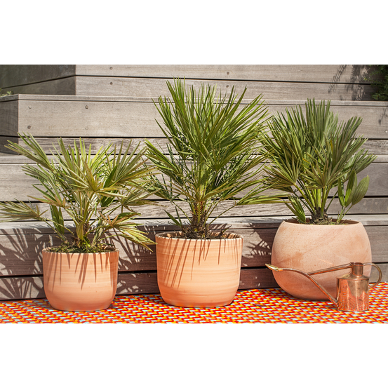 Chamaerops humilis ' Vulcano ': C6L h.40cm