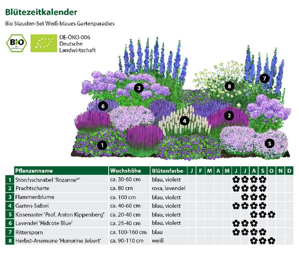 Bio Stauden-Set Weiß-blaues Gartenparadies,