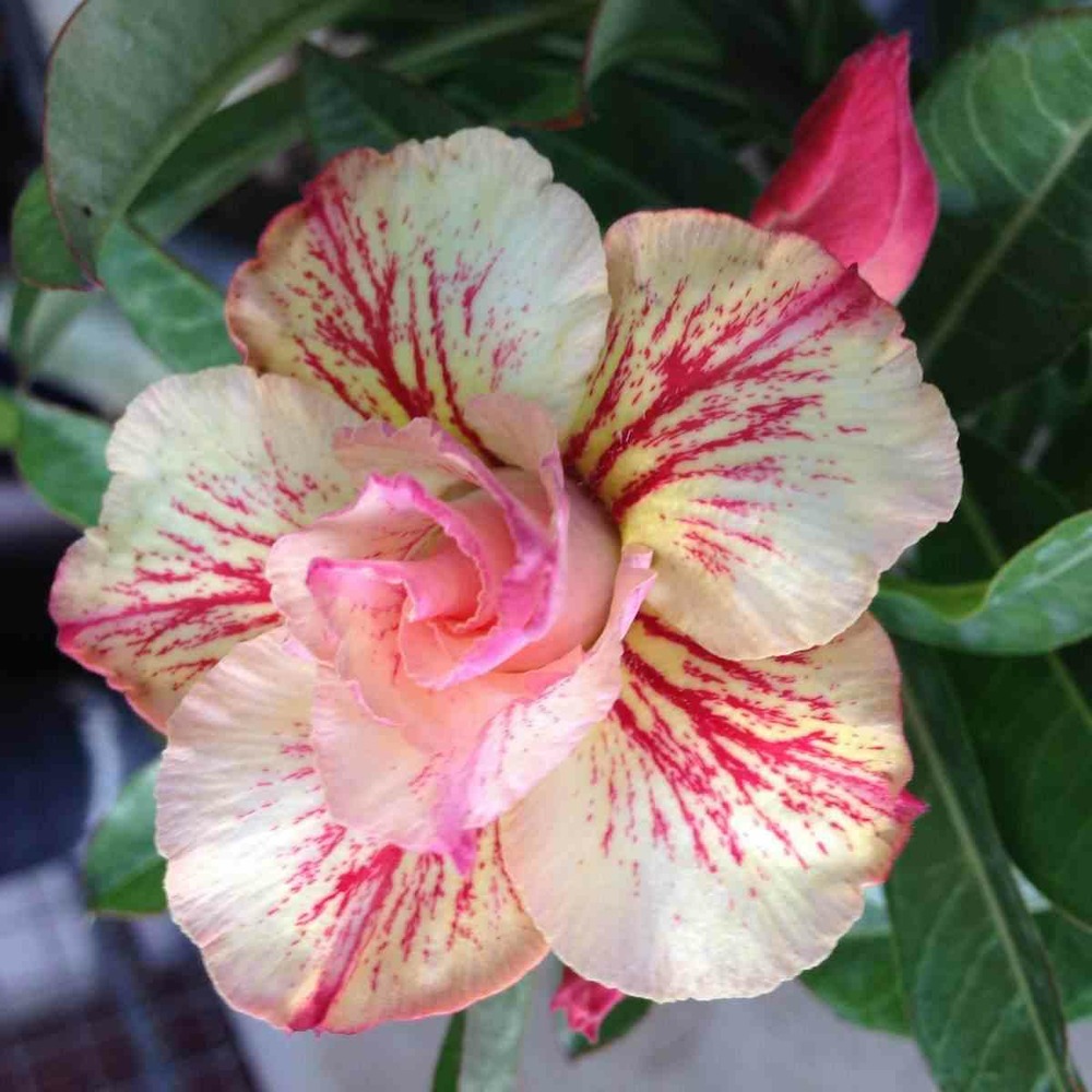 Adenium obesum cv.ruong thong jaune rose - taille caudex d'environ 2000g 25/30cm très gros caudex
