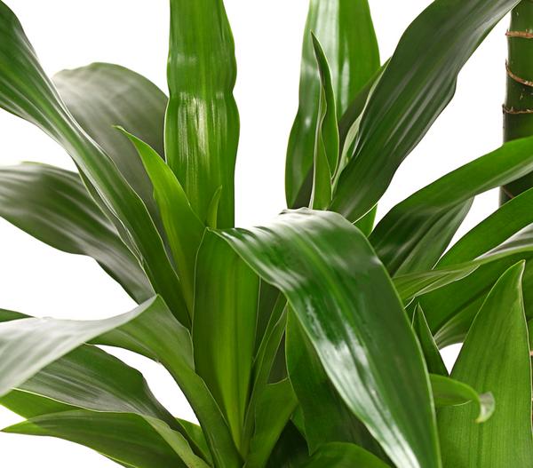 Drachenbaum - Dracaena fragrans 'Lisa'