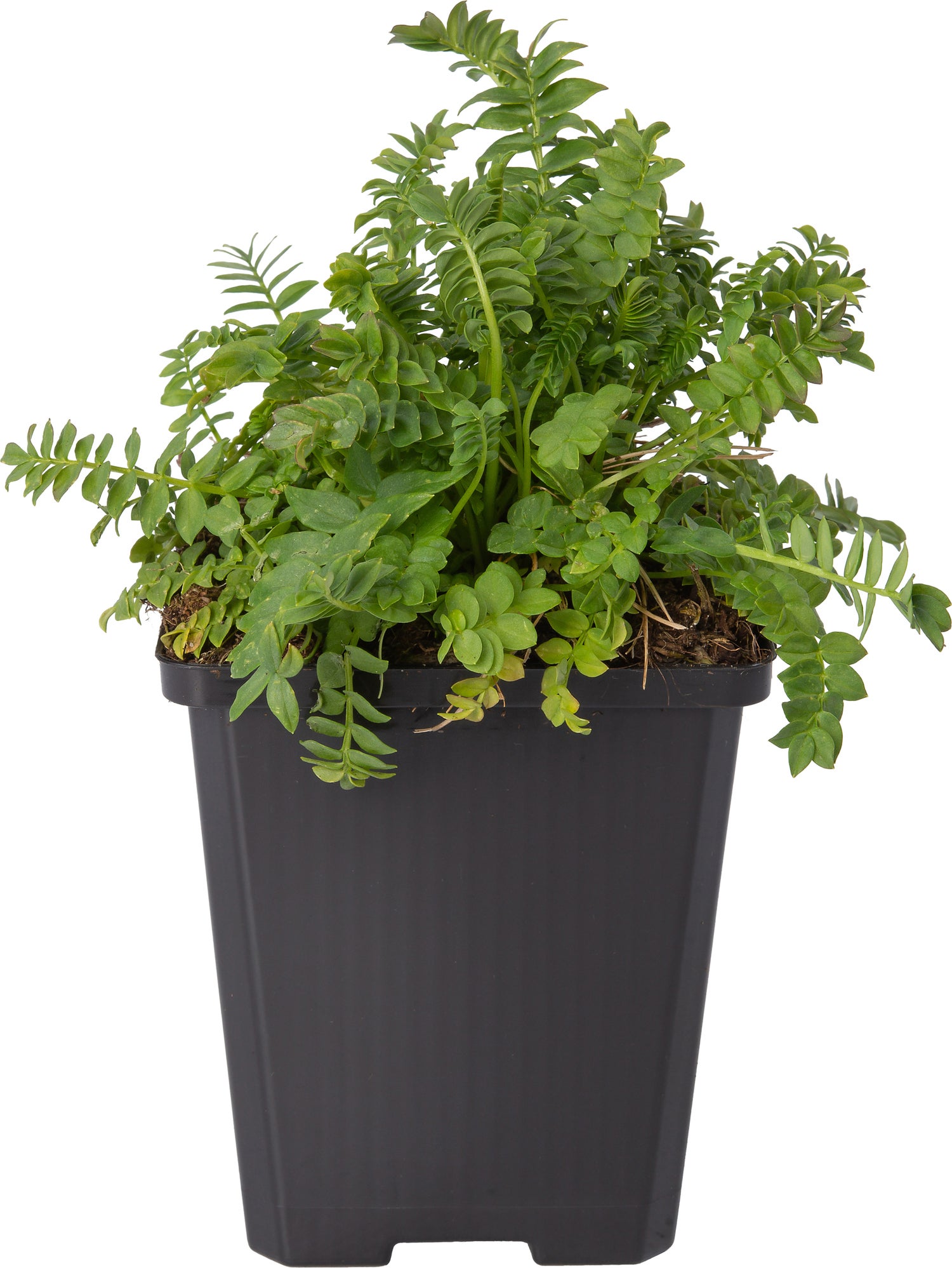 Jacobsladder (Polemonium reptans 'Blue Pearl') D 9 H 10 cm
