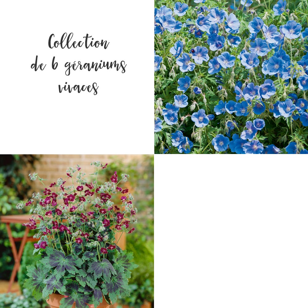 Collection de 6 géraniums vivaces