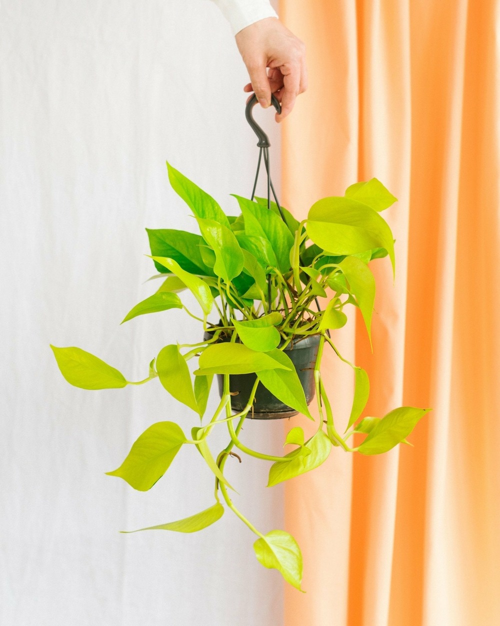 Plante d'intérieur - pothos neon gold 30cm