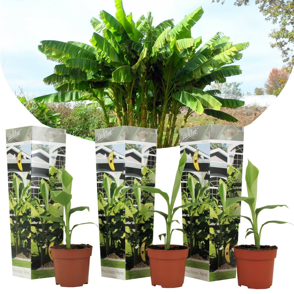 Musa basjoo - set de 3 - plante de banane - jardin - pot 9cm - hauteur 25-40cm