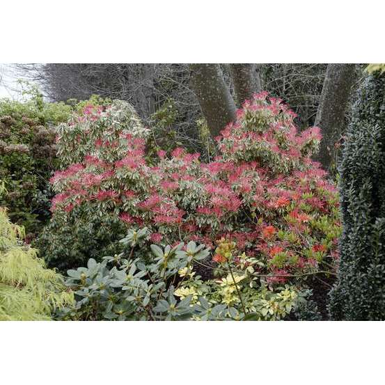 Pieris Flaming Silver : Hauteur 60/80 cm conteneur de 20 litres