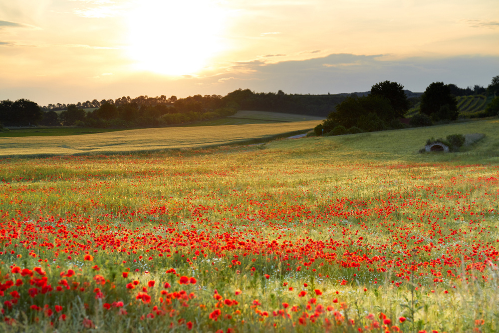 Akustikbild WIESE MIT MOHN 80x120cm, 7kg