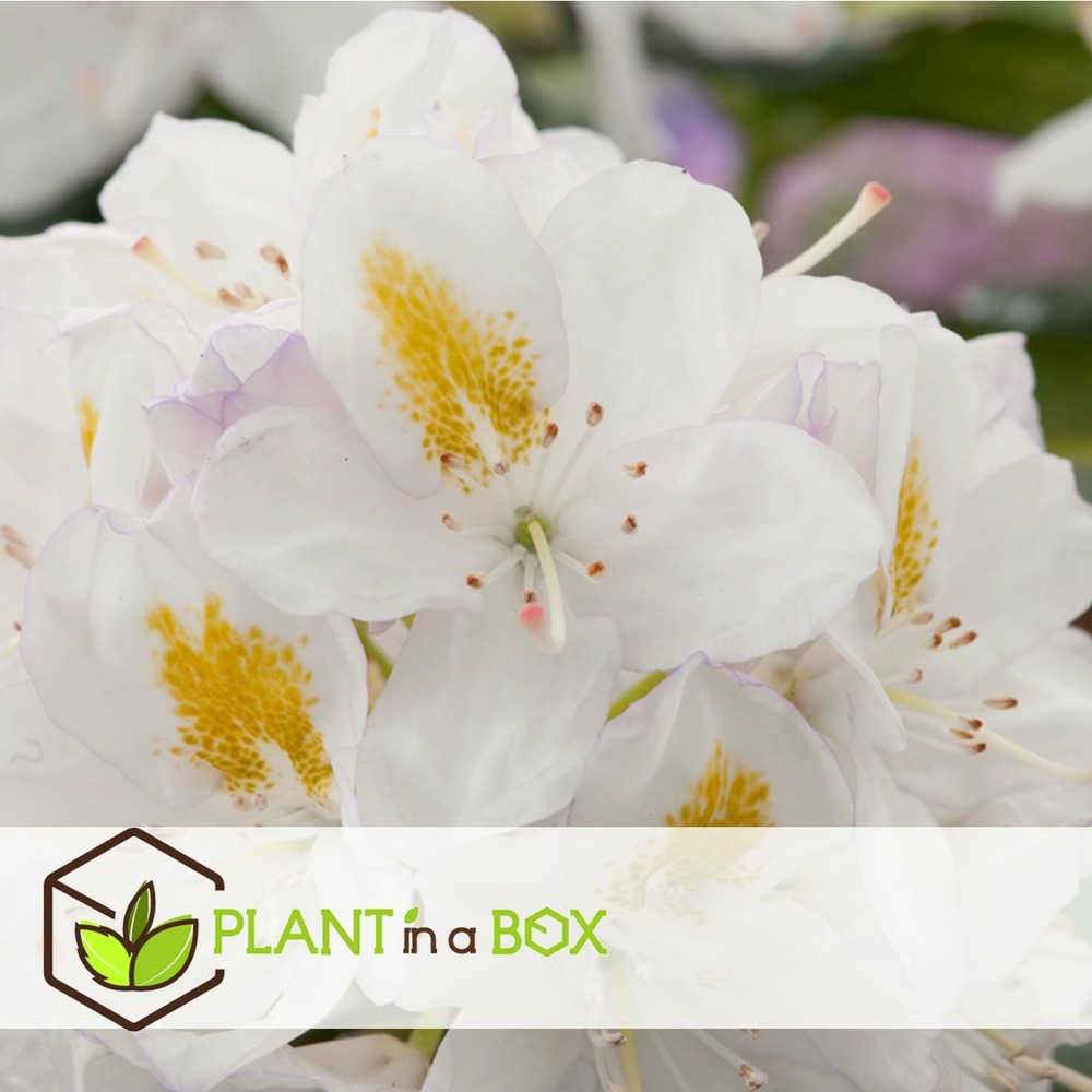 Rhododendron cunningham white - blanc - set de 3 - pot 9cm - hauteur 25-40cm