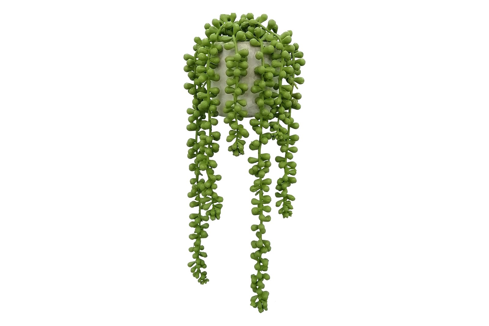Succulent potteplante