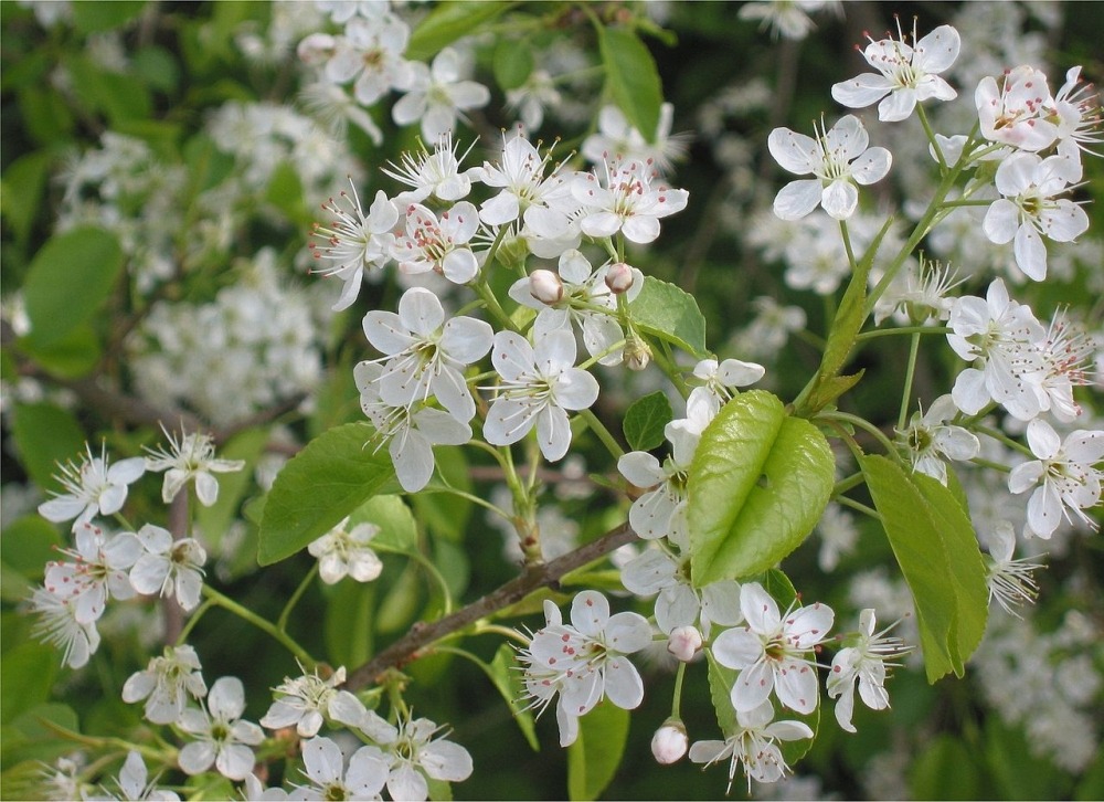 Jardin dans le sac - cerisier de sainte-lucie - 30 graines - prunus mahaleb