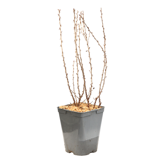 Groseillier à maquereaux rouge 'Hinnonmaki' bio : pot de 3 litres