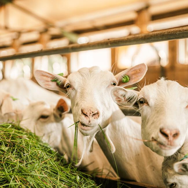 Pure Goat Company Opvolgmelk 2 800 GR