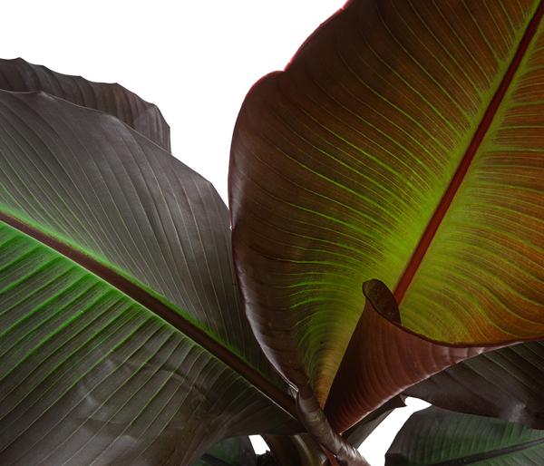 Rote Zierbanane 'Maurelii'