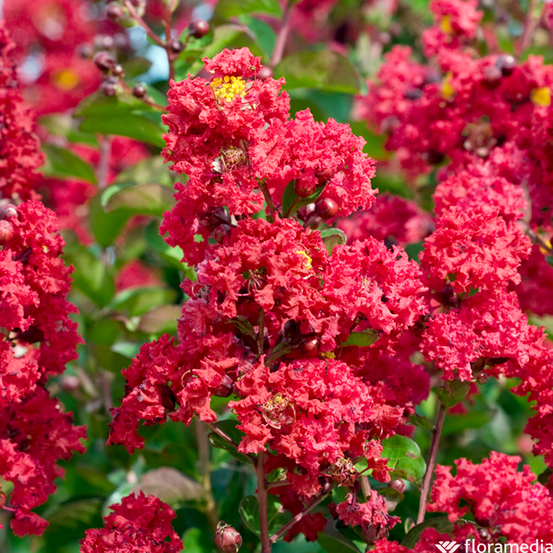 Lagerstroemia indica : touffe ctr 10 litres