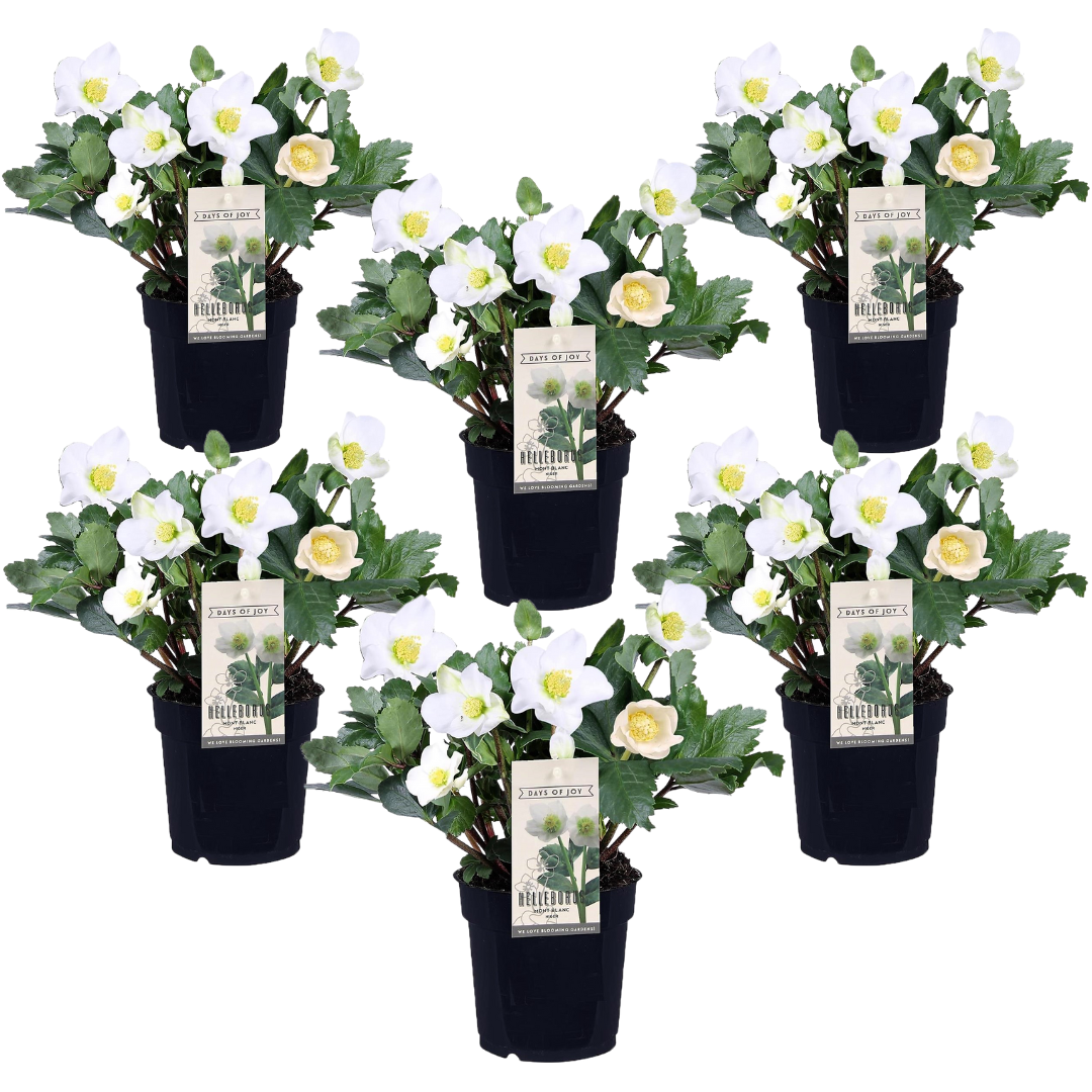 Helleborus mont blanc - set de 6 - jardin - pot 12cm - hauteur 20-30cm