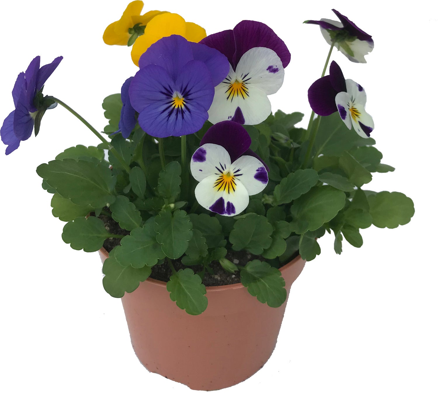 Look & Taste Bosviool (Viola cornuta) D 12 H 22 cm